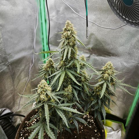 F1 Milky way growlog timeline photo