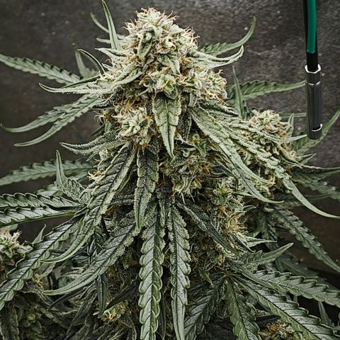 F1 Milky way growlog timeline photo