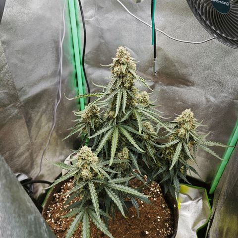 F1 Milky way growlog timeline photo