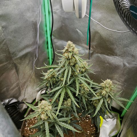 F1 Milky way growlog timeline photo