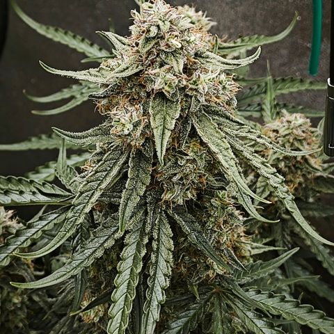 F1 Milky way growlog timeline photo