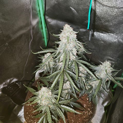 F1 Milky way growlog timeline photo