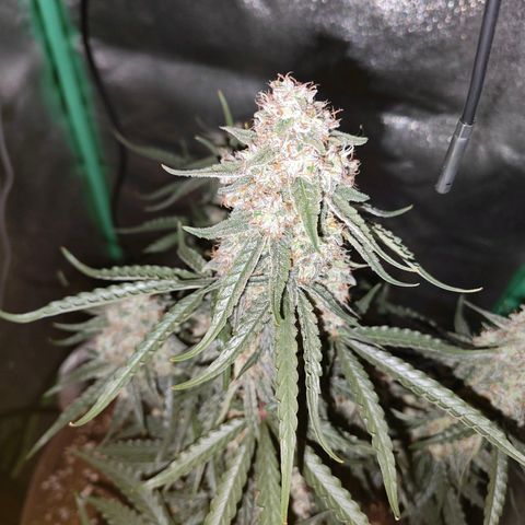 F1 Milky way growlog timeline photo