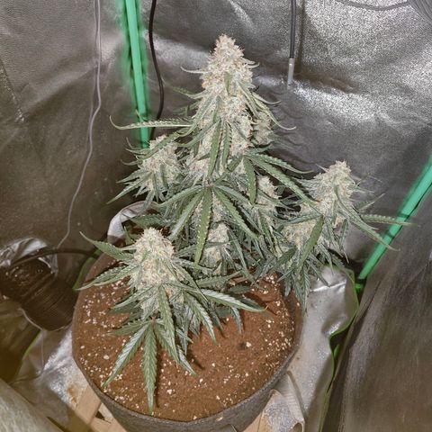 F1 Milky way growlog timeline photo