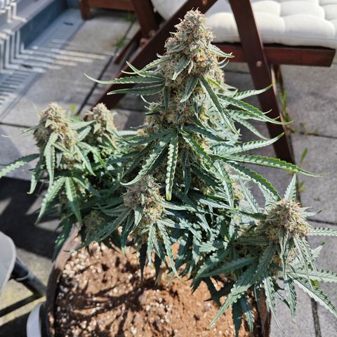F1 Milky way growlog timeline photo