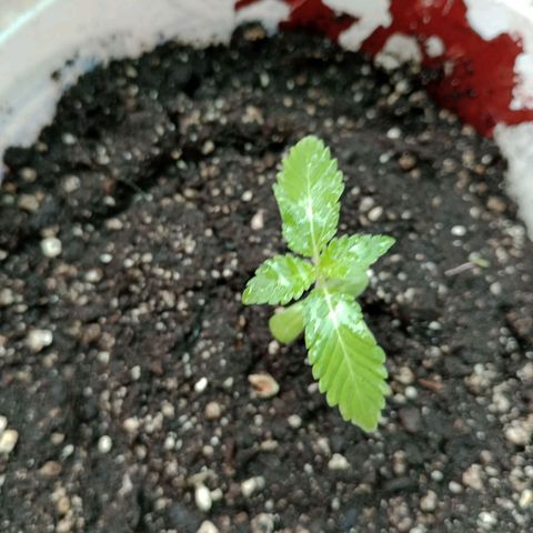 Moby Dick #3 growlog timeline photo