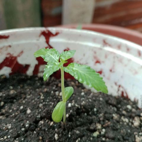 Moby Dick #3 growlog timeline photo