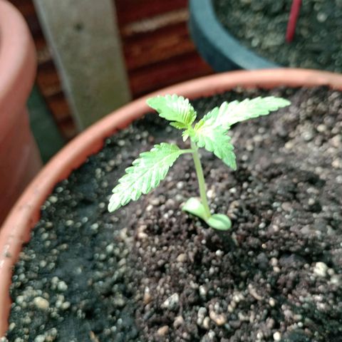 Moby dick #4 growlog timeline photo