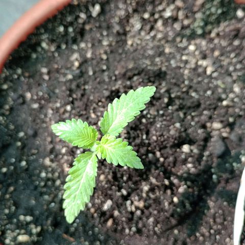 Moby dick #4 growlog timeline photo