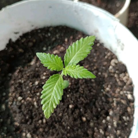 Moby dick #5 growlog timeline photo