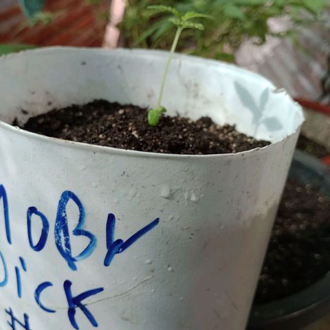 Moby dick #5 growlog timeline photo