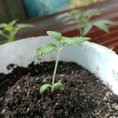 Moby dick #5 growlog timeline photo