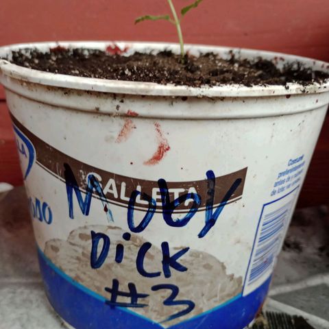 Moby Dick #3 growlog timeline photo