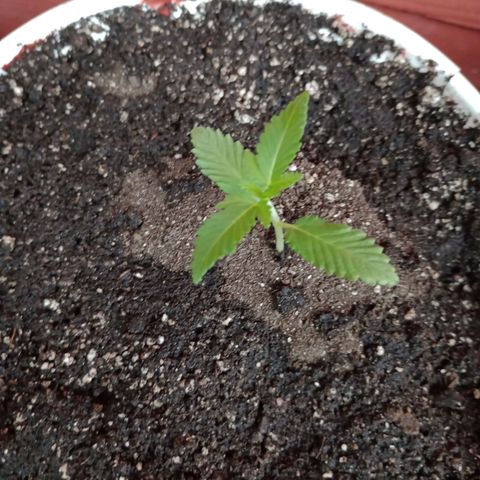 Moby Dick #3 growlog timeline photo