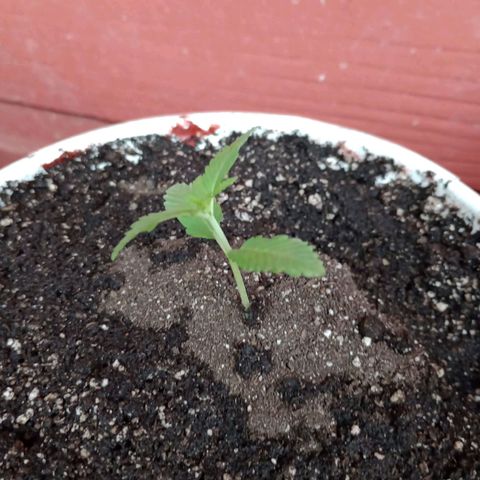 Moby Dick #3 growlog timeline photo