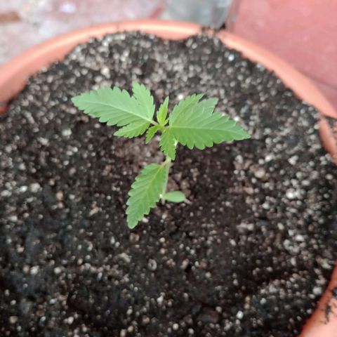 Moby dick #4 growlog timeline photo