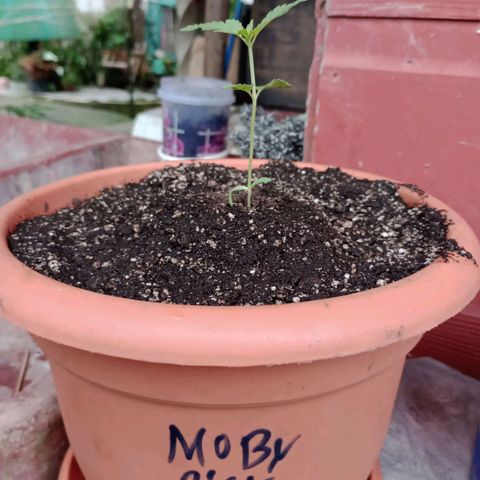 Moby dick #4 growlog timeline photo