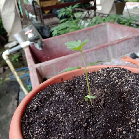 Moby dick #4 growlog timeline photo