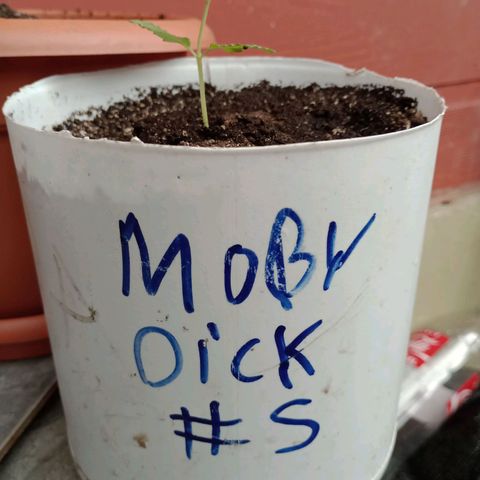 Moby dick #5 growlog timeline photo