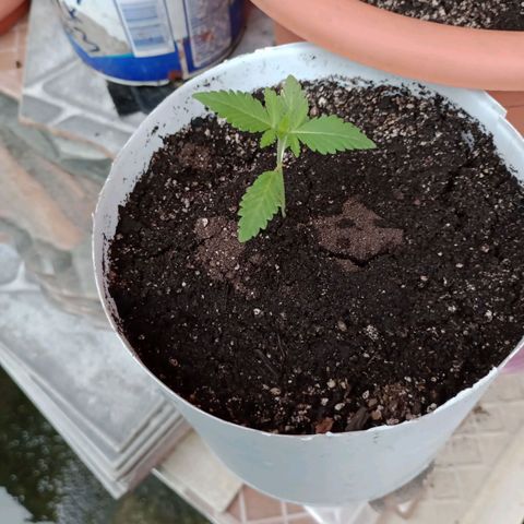 Moby dick #5 growlog timeline photo