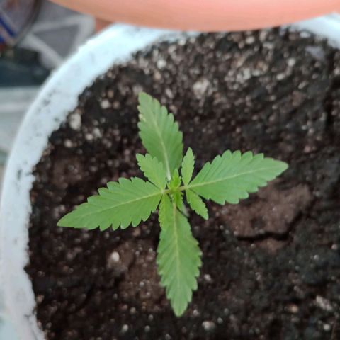 Moby dick #5 growlog timeline photo