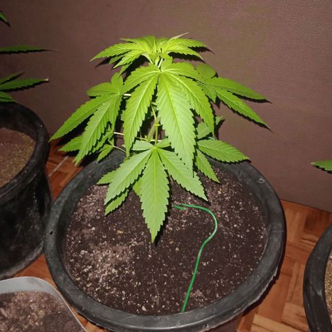 Moby dick #5 growlog timeline photo