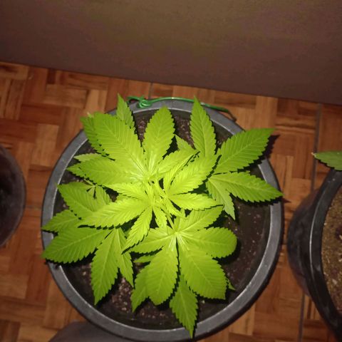 Moby dick #5 growlog timeline photo