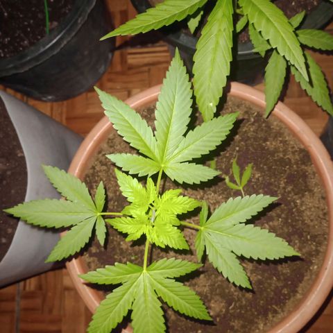 Moby dick #4 growlog timeline photo