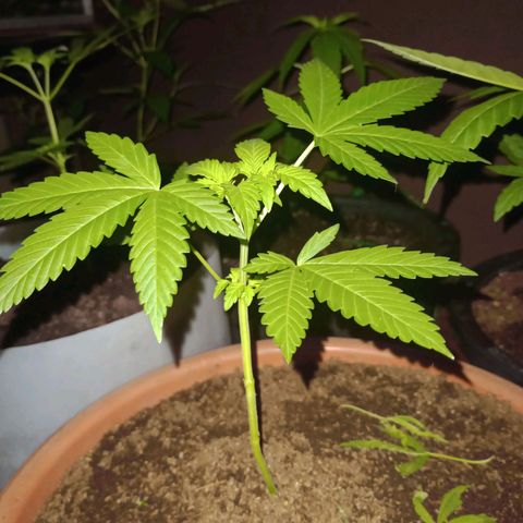 Moby dick #4 growlog timeline photo