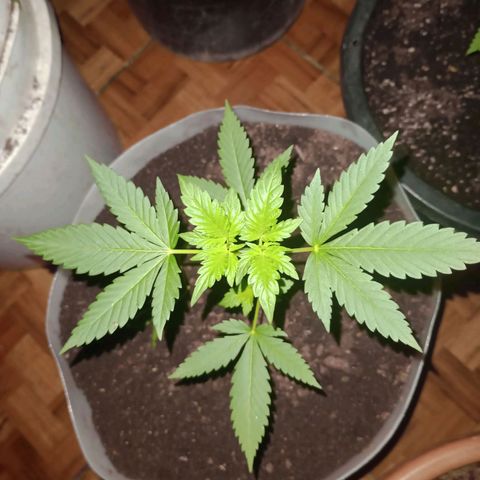 Moby Dick #3 growlog timeline photo