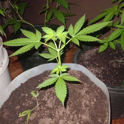Moby Dick #3 growlog timeline photo