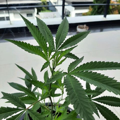 Auto GDP growlog photo: growing 