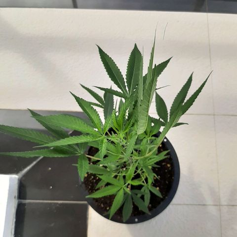 Auto GDP growlog photo: sunbathing 