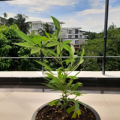 Auto GDP growlog photo: sunbathing 