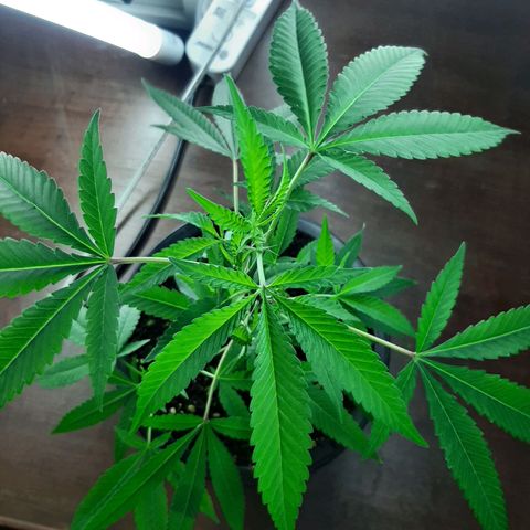 Auto GDP growlog photo: buy light 