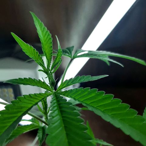 Auto GDP growlog photo: buy light 