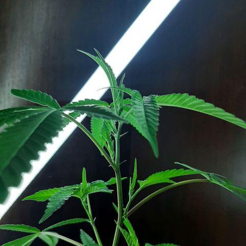 Auto GDP growlog photo: buy light 