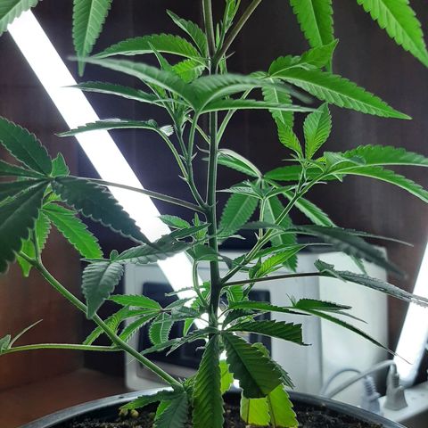Auto GDP growlog photo: :)