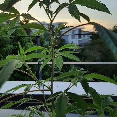 Auto GDP growlog photo: green and healthy 