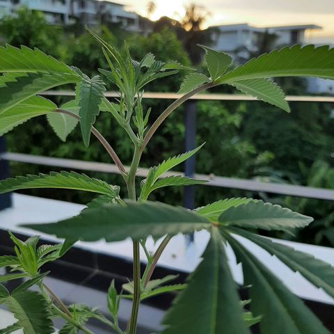 Auto GDP growlog photo: green and healthy 