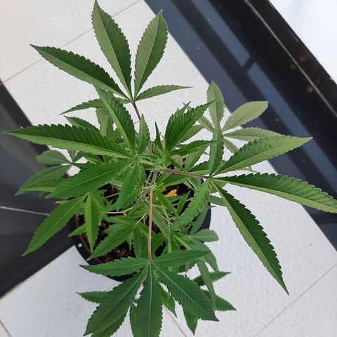 Auto GDP growlog photo: green and healthy 