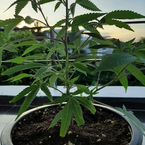 Auto GDP growlog photo: green and healthy 