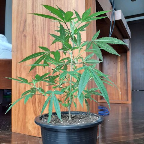 Auto GDP growlog timeline photo