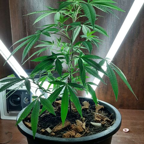 Auto GDP growlog timeline photo