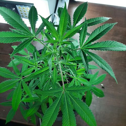 Auto GDP growlog timeline photo