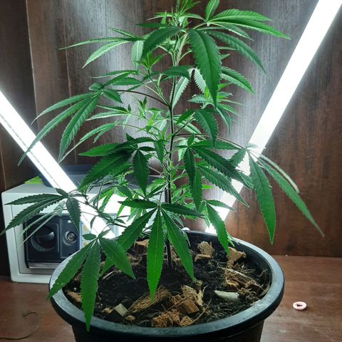 Auto GDP growlog timeline photo