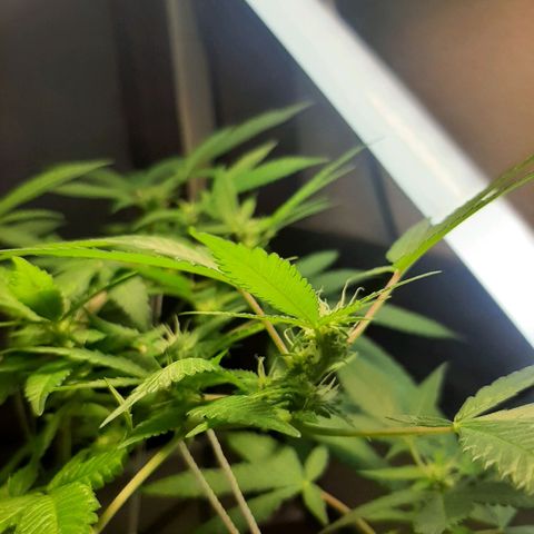Auto GDP growlog photo: pretty girl