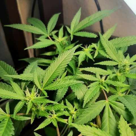 Auto GDP growlog photo: pretty girl