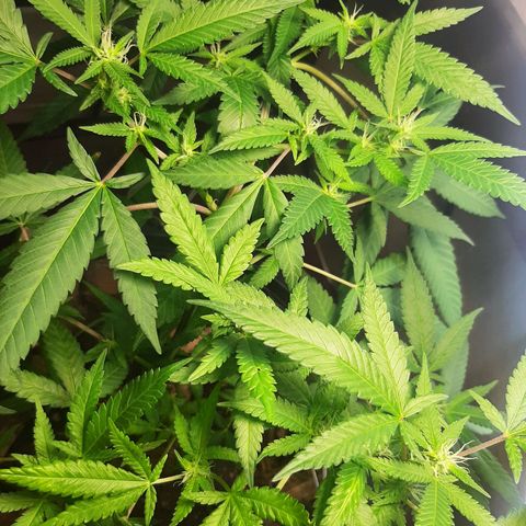 Auto GDP growlog photo: pretty girl