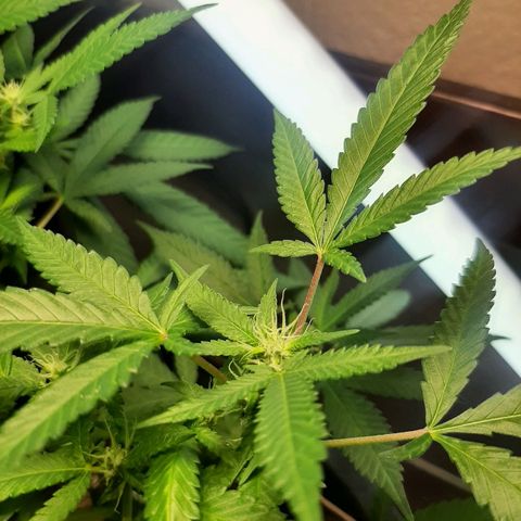 Auto GDP growlog photo: pretty girl